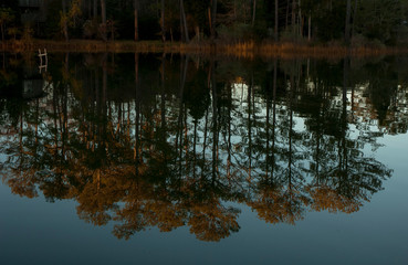 tree reflections