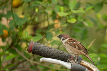 small bird living in the nature, common bird around the home