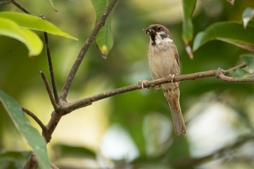 small bird living in the nature, common bird around the home