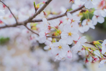 桜