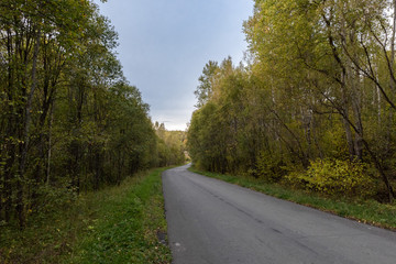 curved road in the autumn forest