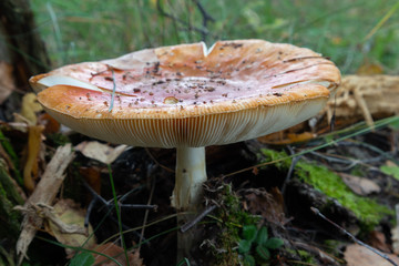 poisonous mushroom fly agaric (amanita) in the forest