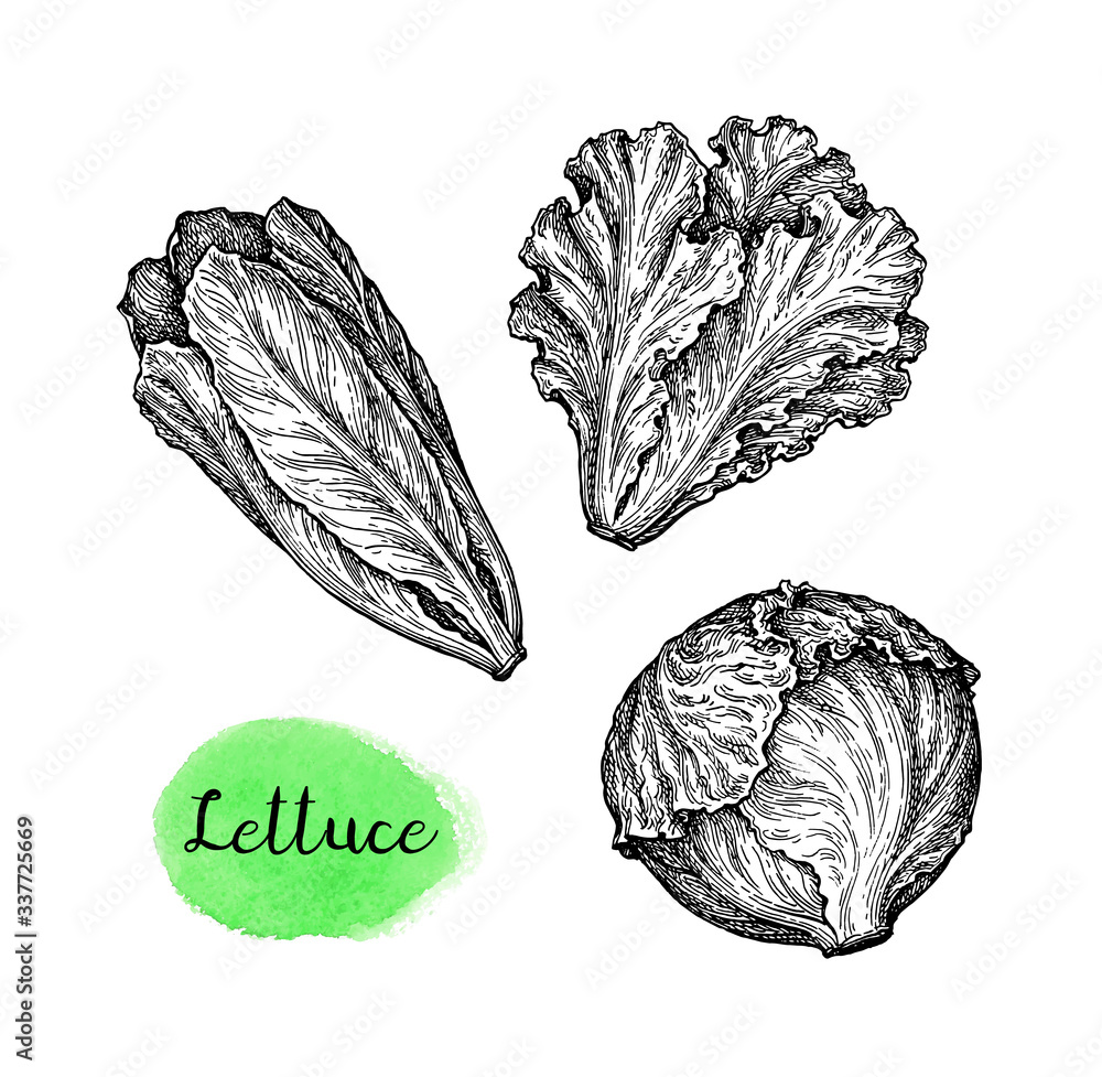Wall mural ink sketch set of lettuce.