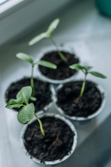 Young seedlings in plastic round pots