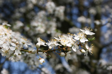 a flowering of trees in spring garden