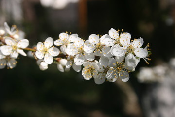a flowering of trees in spring garden