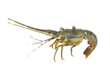Fresh spiny lobster isolated on white background, Palinurus vulgaris