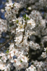 a flowering of trees in spring garden