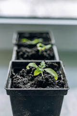 Young seedlings in plastic round pots