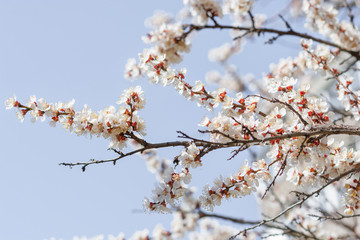 Flowering apricot branches in spring against the sky