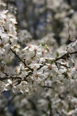 a flowering of trees in spring garden