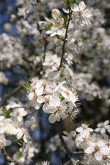 a flowering of trees in spring garden