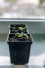 Young seedlings in plastic round pots