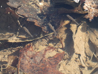 Minnows swimming above a leaf litter bottom