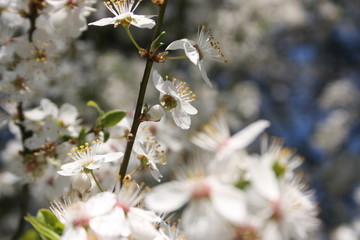 a flowering of trees in spring garden