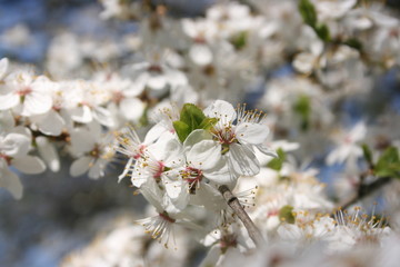 a flowering of trees in spring garden