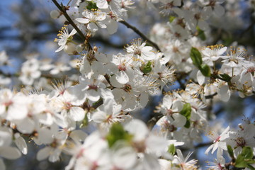a flowering of trees in spring garden
