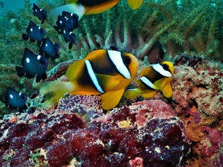 Naklejka na ściany i meble Close-up clownfish
