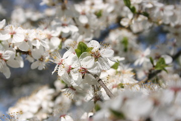 a flowering of trees in spring garden