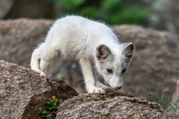A polar fox (Vulpes lagopus) climbing the rock of Alaska North America