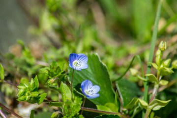 Tiny wild blue flower in the garden. Germander Speedwell (or Veronica chamaedrys), springtime...