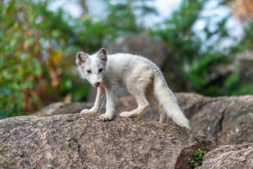 A polar fox (Vulpes lagopus) climbing the rock of Alaska North America