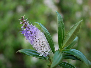 Hebe Great Orme close up of plant showing flowers and glossy leaves isolated against a blurred foliage background