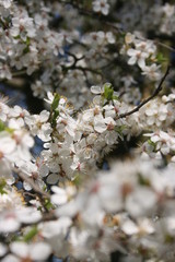 a flowering of trees in spring garden