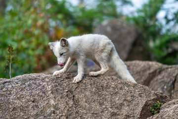 A polar fox (Vulpes lagopus) climbing the rock of Alaska North America