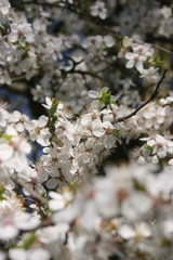 a flowering of trees in spring garden