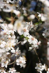 a flowering of trees in spring garden