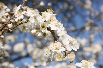 a flowering of trees in spring garden