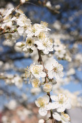 a flowering of trees in spring garden