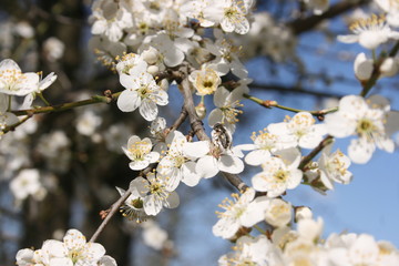 a flowering of trees in spring garden