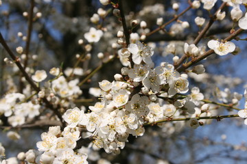a flowering of trees in spring garden