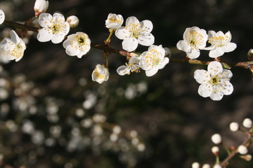 a flowering of trees in spring garden