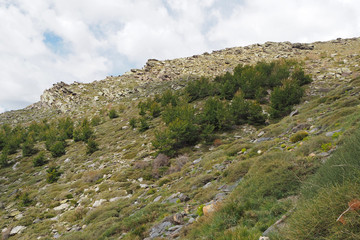 The mountain landscape with the slope covered by green pine forest, the high green grass on the sunny spring day.