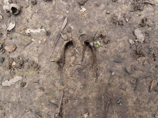 Whitetail deer track in mud from the Ozarks