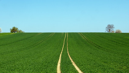 green field with blue sky