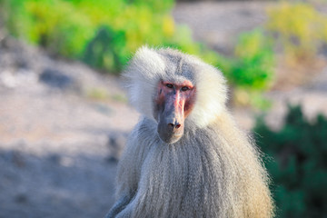 Close up face of the Hamadryas baboon on the Road, Djibouti