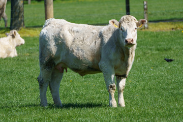 k&uuml;he und k&auml;bler im M&uuml;nsterland