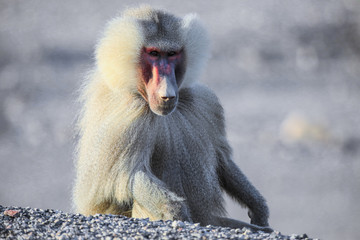 Close up face of the Hamadryas baboon on the Road, Djibouti