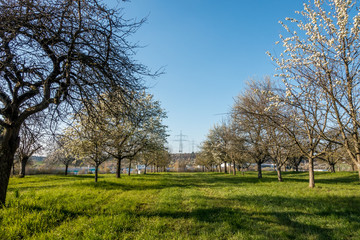 Obraz premium Strommasten im Frühjahr