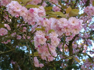 Naklejka premium pink cherry blossom