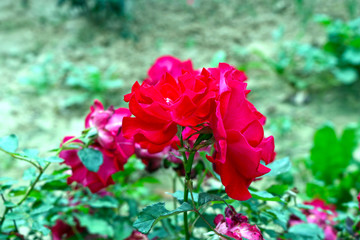 Red Rose
