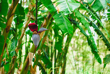 Banana blossom in a tropical setting