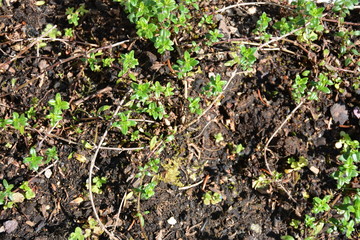 Plante aromatique - La sarriette des jardins 