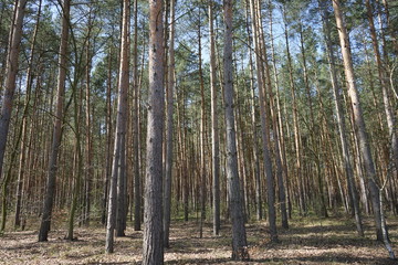 Kiefernwald, blauer Himmel, Sonnenlicht