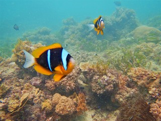 Fototapeta na wymiar close-up clownfish