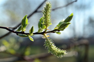 Weidenkätzchen an einem Zweig